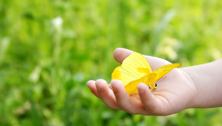 Child's hand holding butterfly - Only the gentle and merciful will go to Heaven