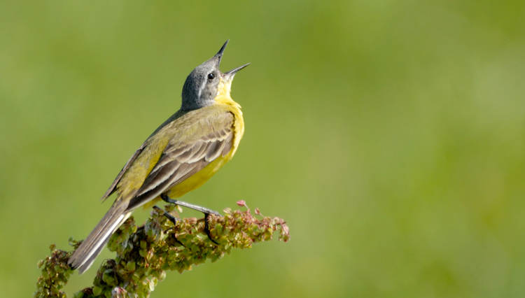 Picture of singing bird