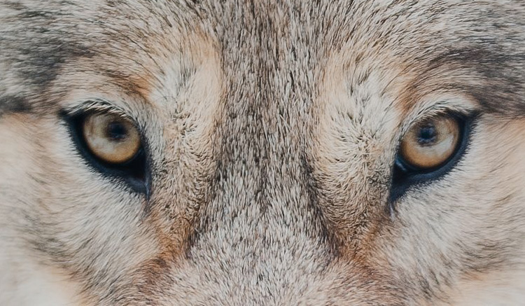Picture of wolf's eyes