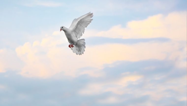 Picture of a dove