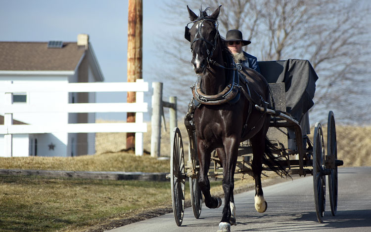 Image of Amish buggy